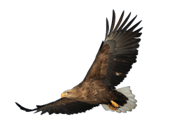 El halcón de Falcoding!